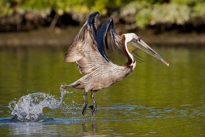 Brauner Pelikan Pelecanus occidentalis Brown Pelican